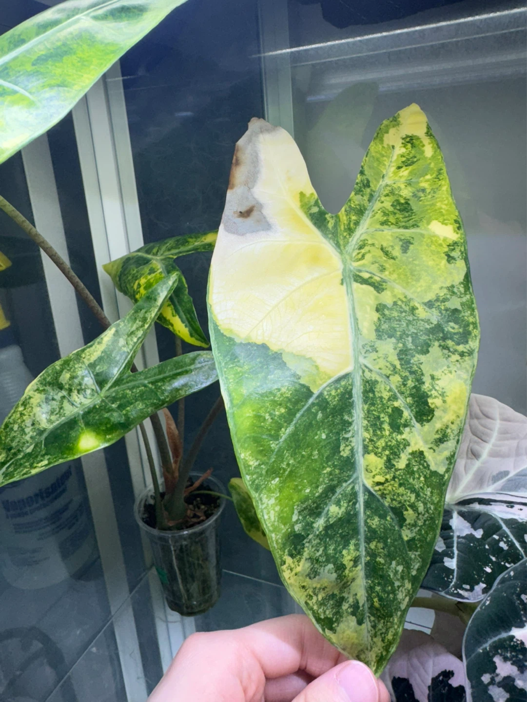 Alocasia longiloba Aurea corms