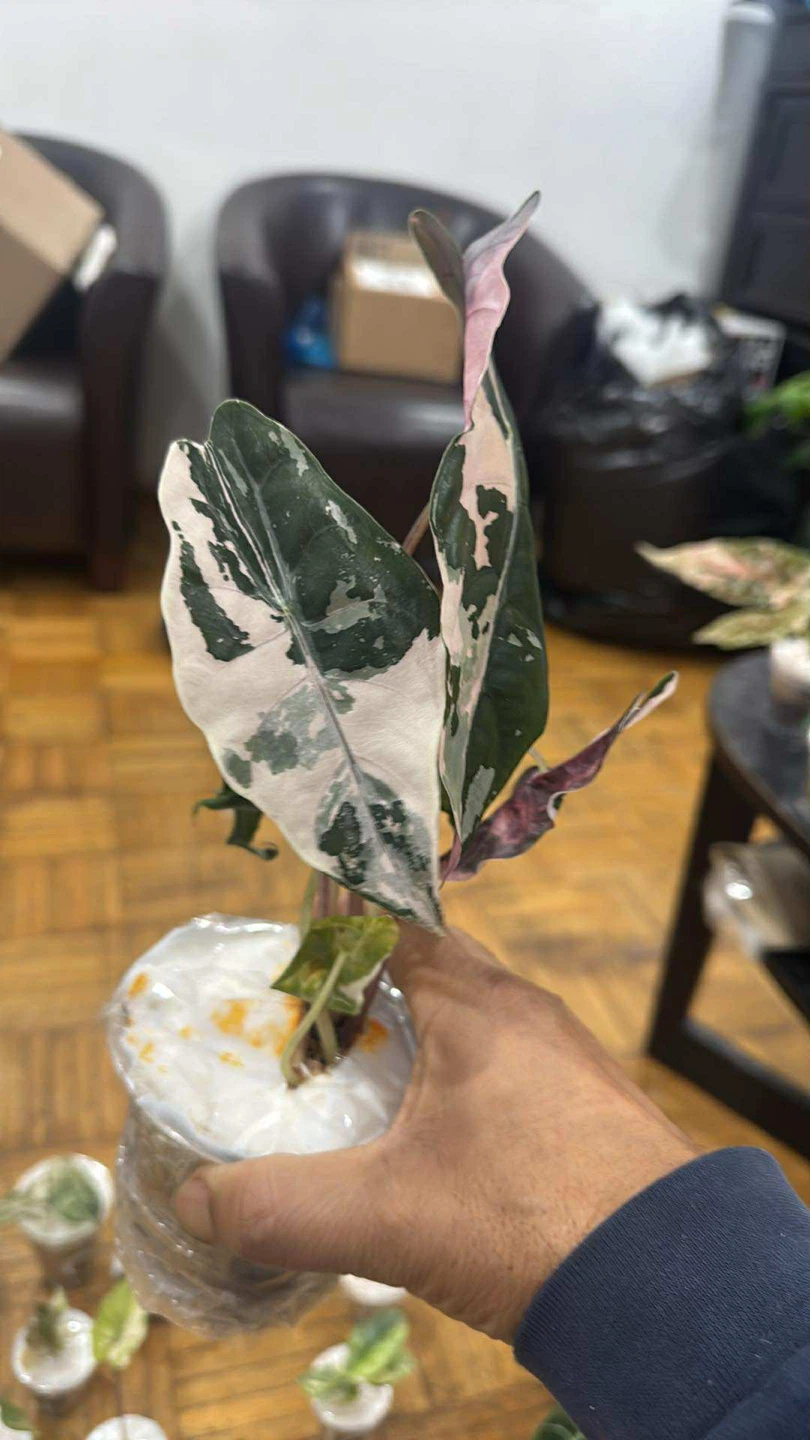 Alocasia chantriari pink corms - photo 5