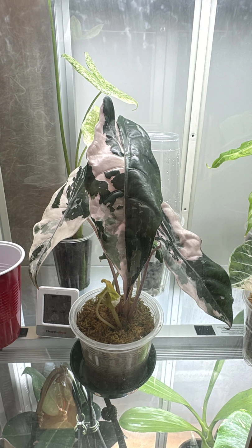 Alocasia chantriari pink corms - photo 4