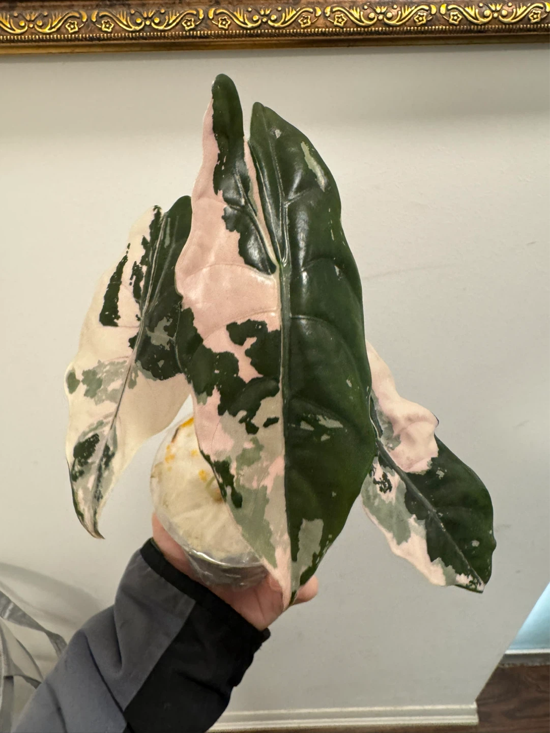 Alocasia chantriari pink corms