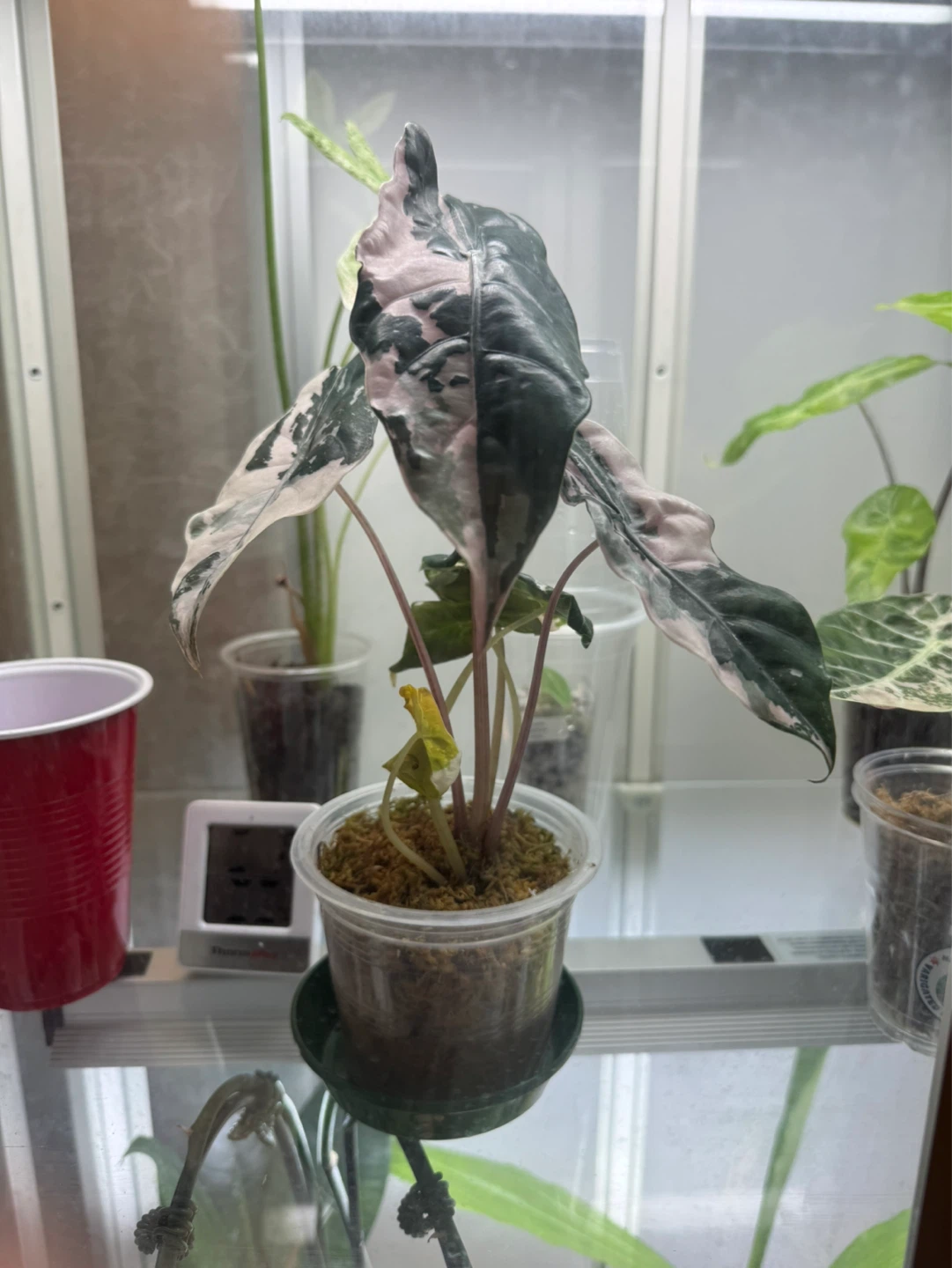 Alocasia chantriari pink corms - photo 3