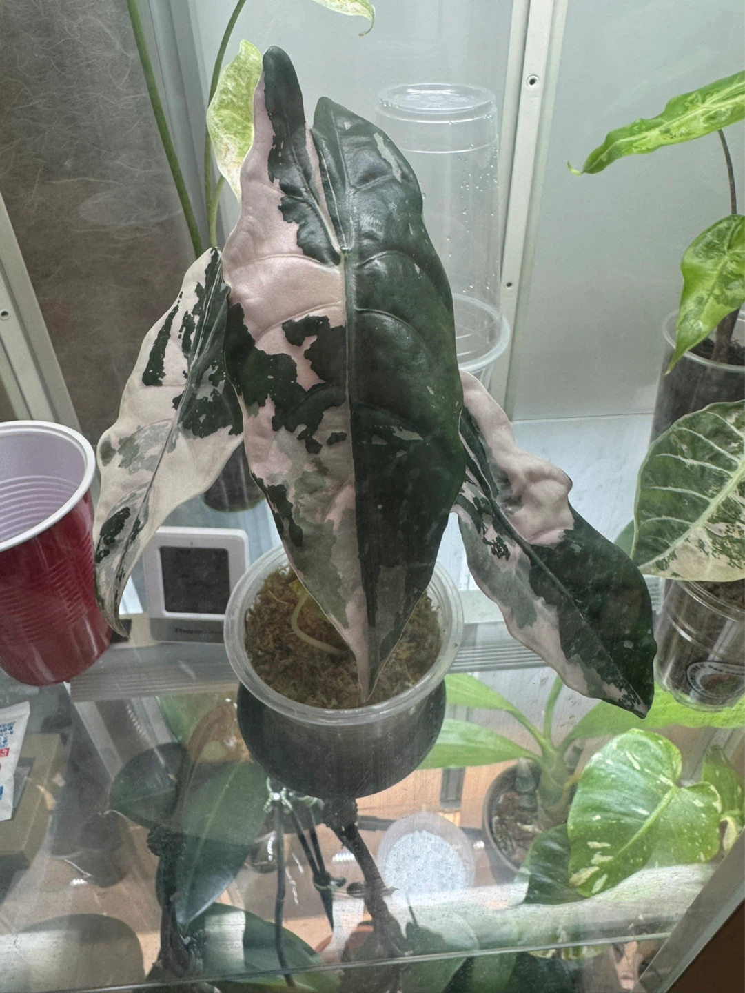 Alocasia chantriari pink corms - photo 2