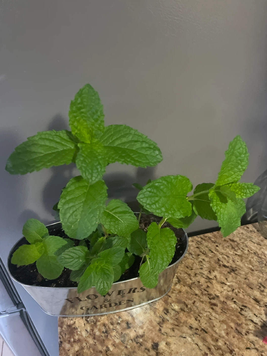 Mint Plant in Decorative Pot - photo 2