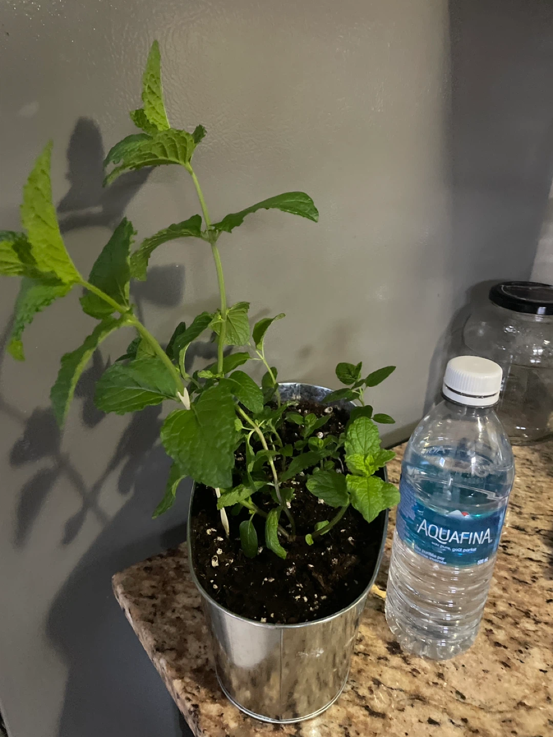 Mint Plant in Decorative Pot - photo 3