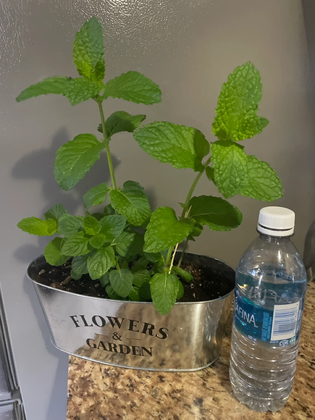 Mint Plant in Decorative Pot - photo 4