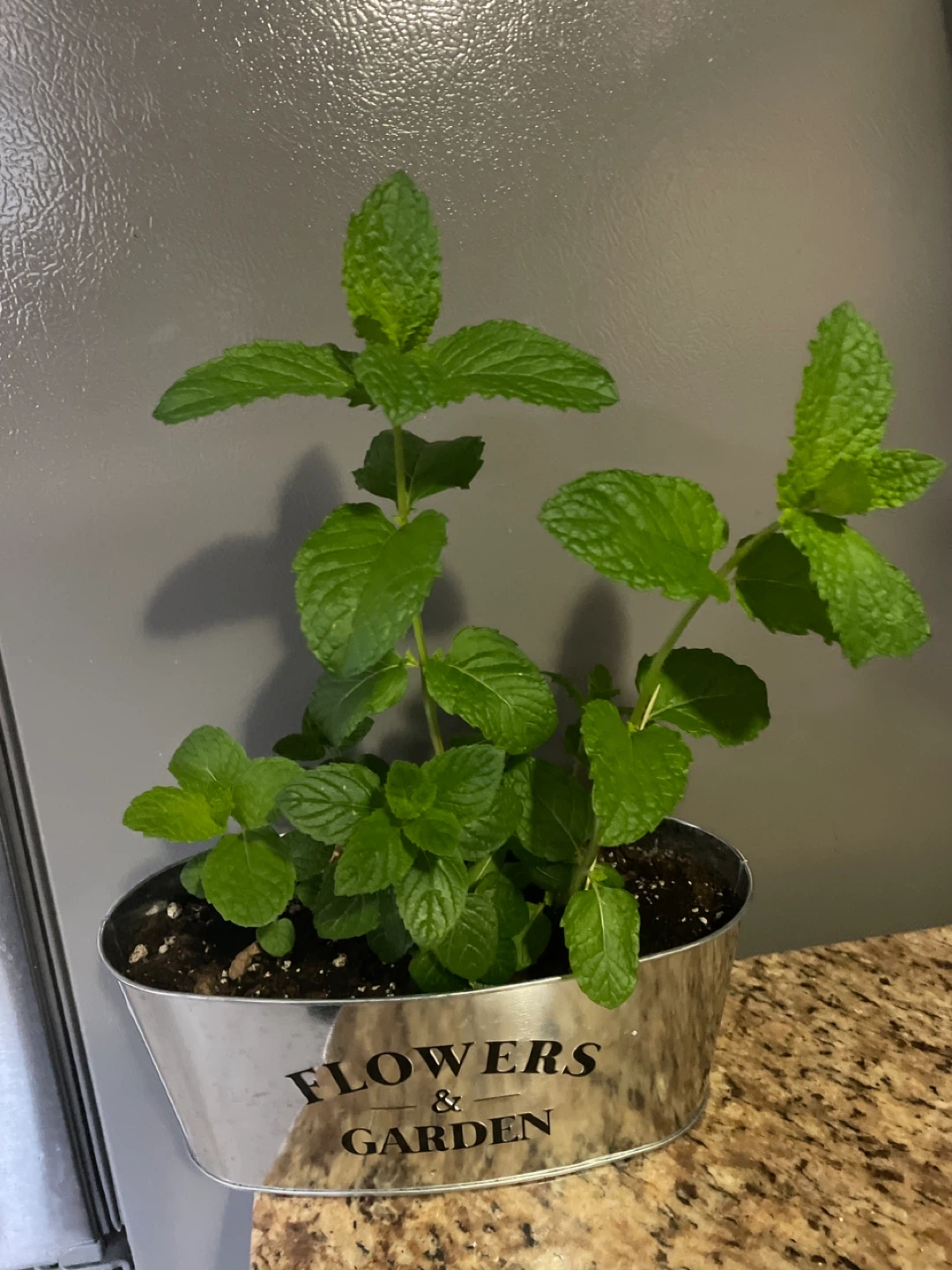 Mint Plant in Decorative Pot