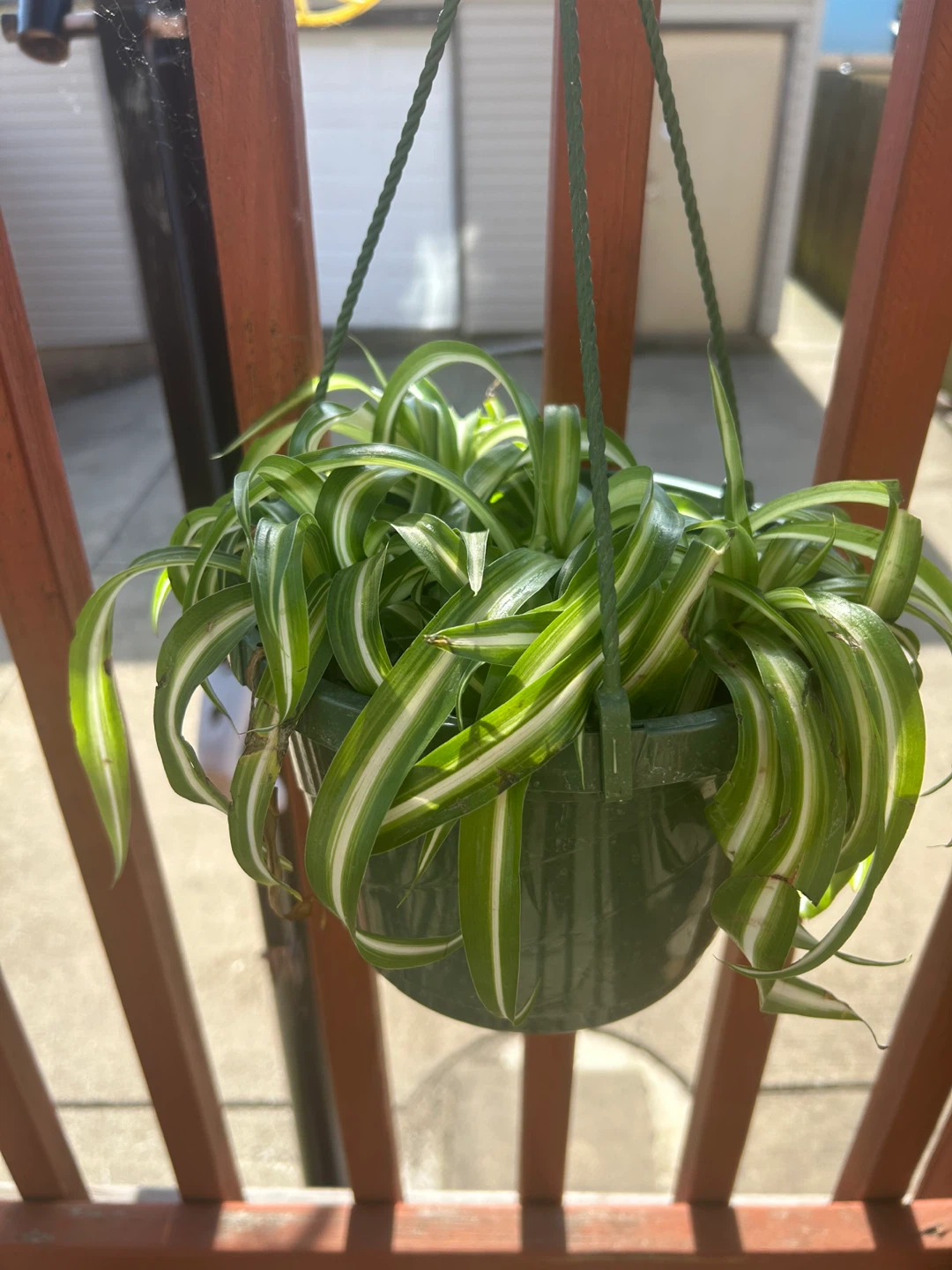 Variegated bonnie Spider Plant in Green Hanging Pot - photo 2