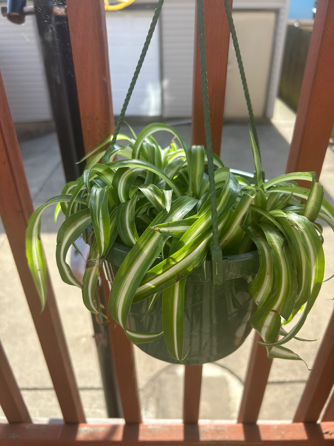 Variegated bonnie Spider Plant in Green Hanging Pot - photo 3