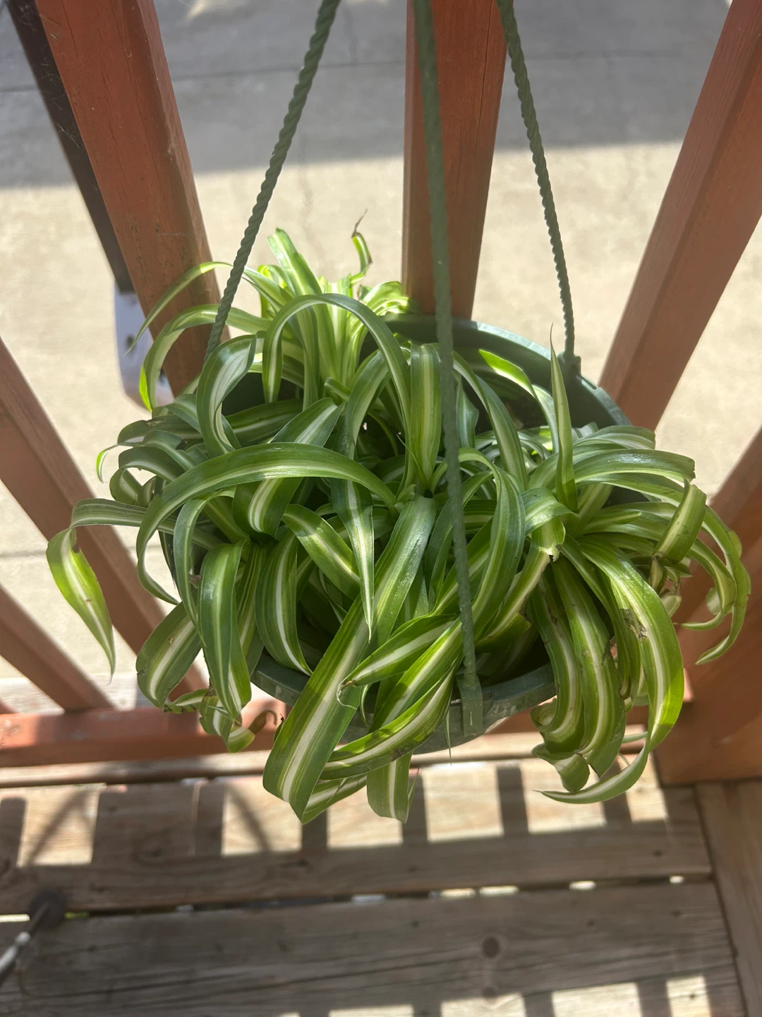 Variegated bonnie Spider Plant in Green Hanging Pot