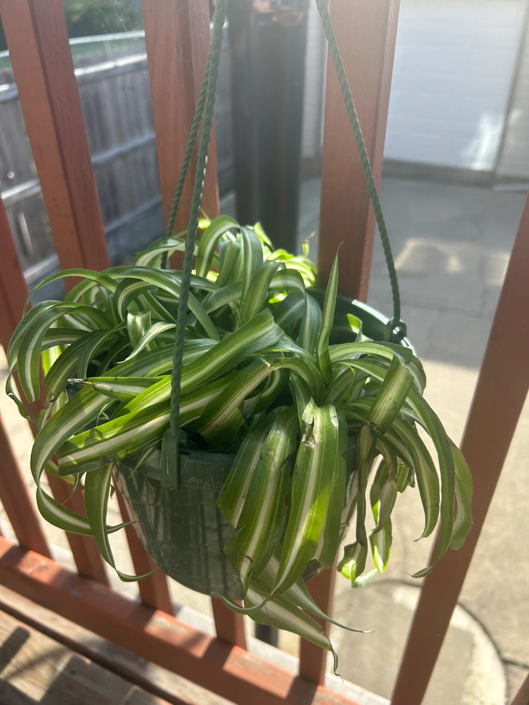 Variegated bonnie Spider Plant in Green Hanging Pot - photo 4