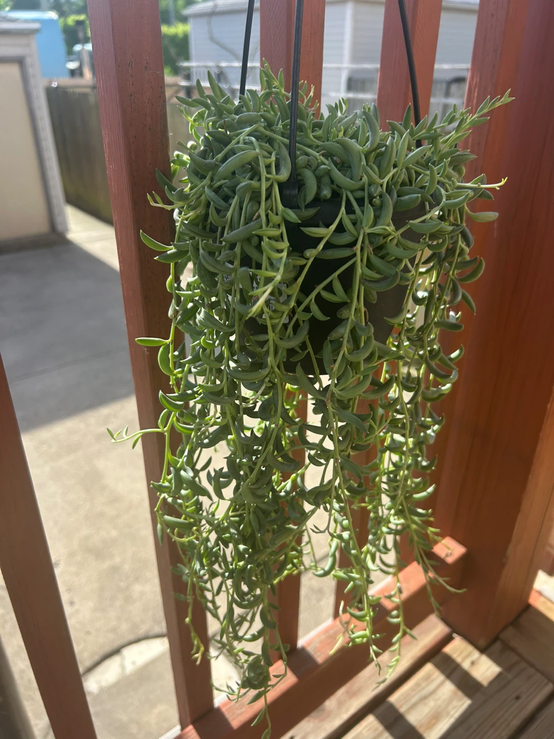 Hanging String of Bananas Succulent Plant