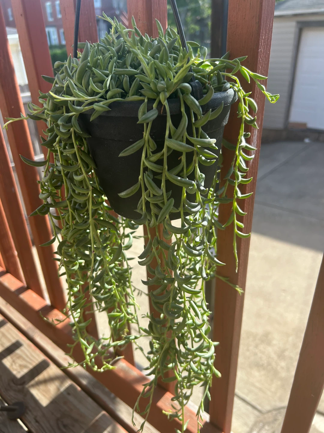 Hanging String of Bananas Succulent Plant - photo 3