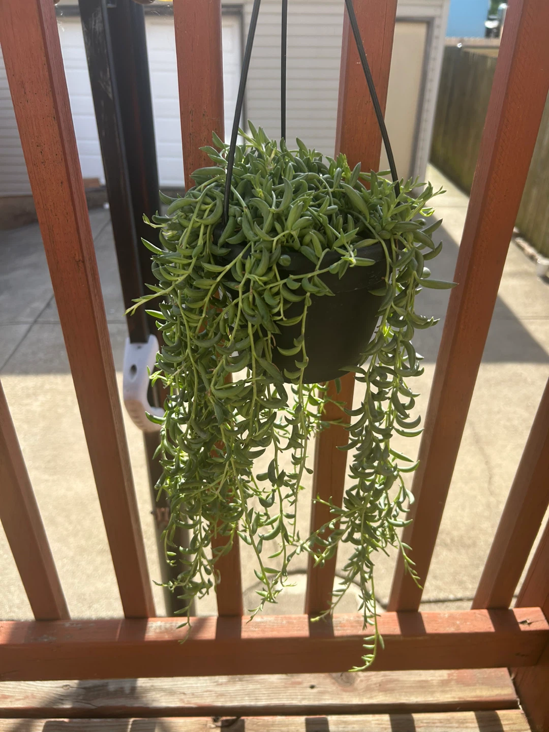 Hanging String of Bananas Succulent Plant - photo 2