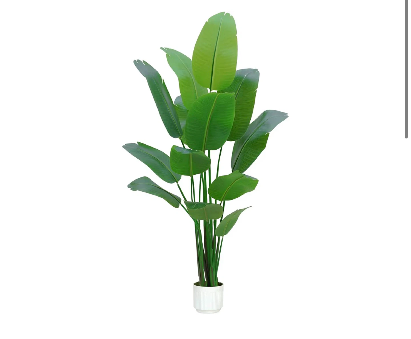 7FT Artificial Bird of Paradise Plant in White Planter