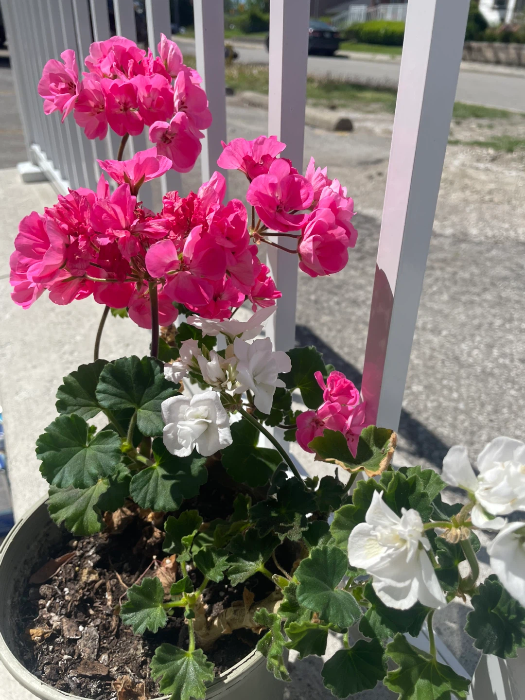 Geranium plant (pink and white flowers)