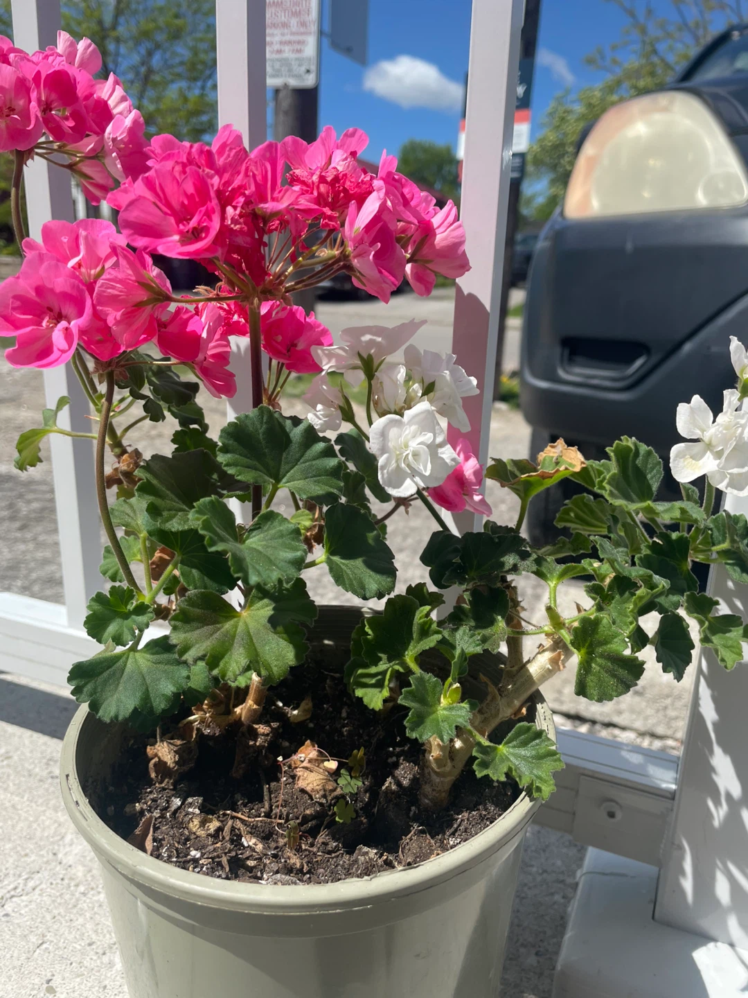 Geranium plant (pink and white flowers) - photo 2