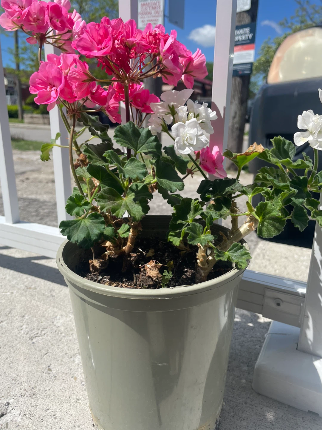Geranium plant (pink and white flowers) - photo 3