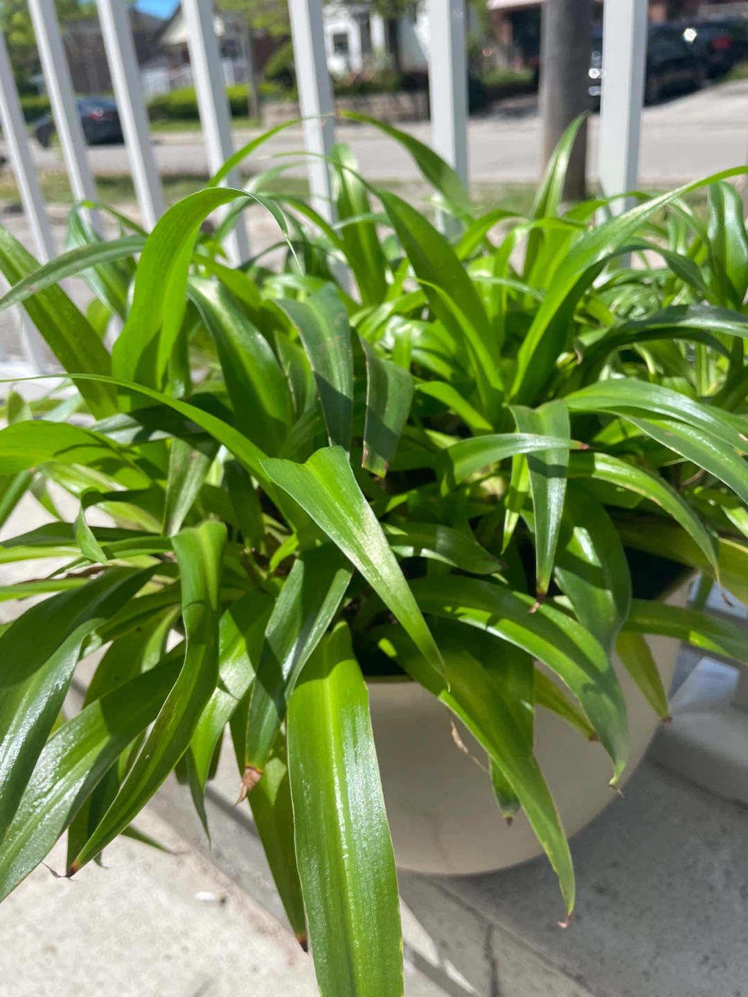 Large Spider Plant in Pot