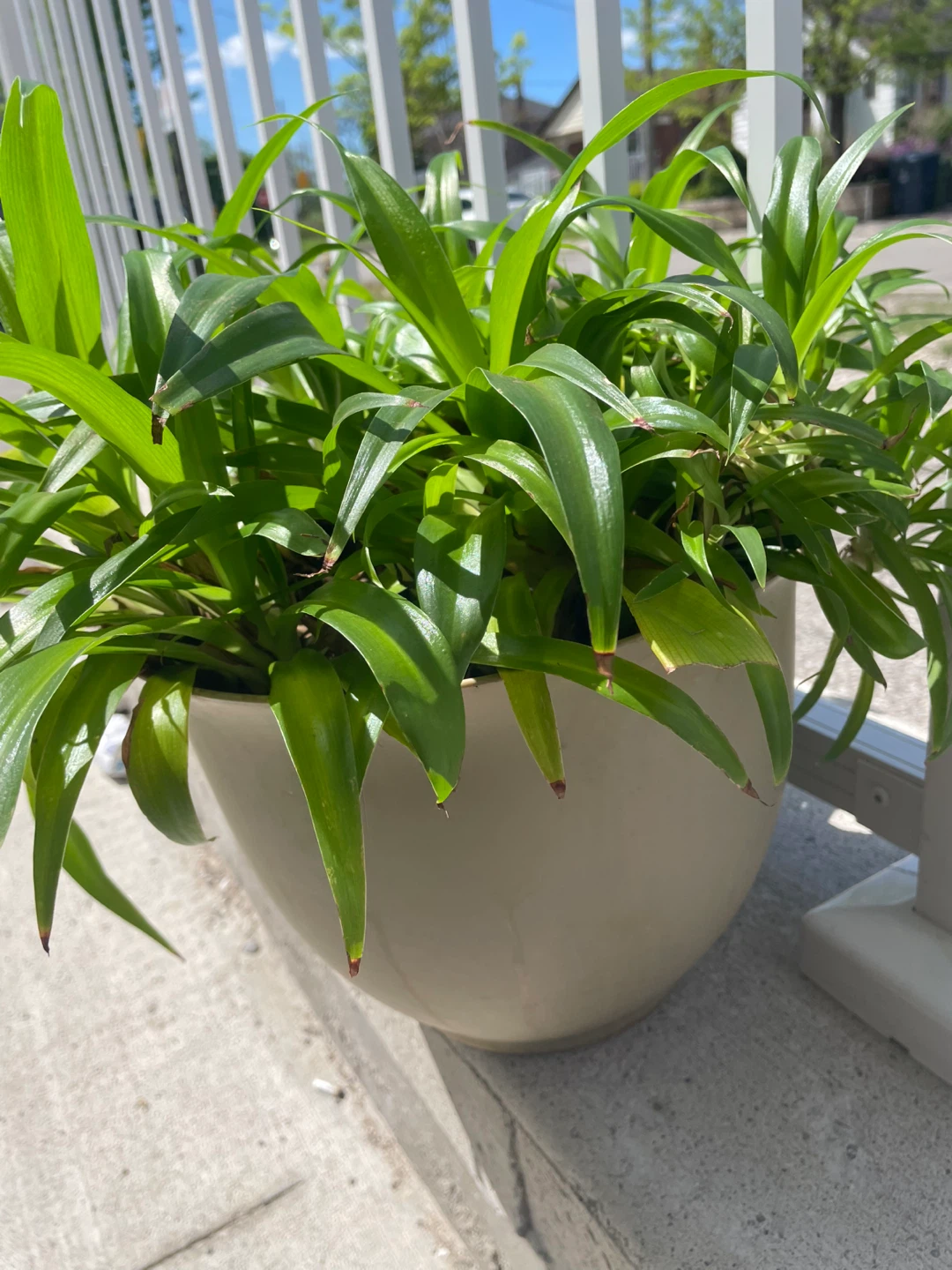 Large Spider Plant in Pot - photo 2