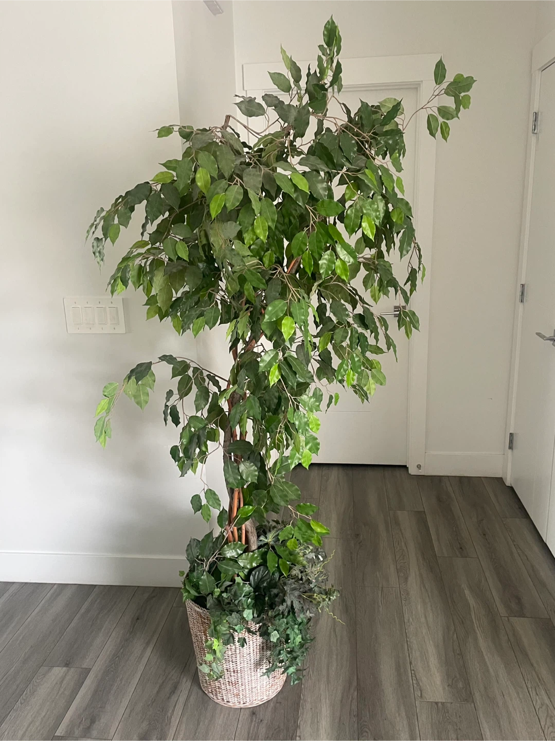 Large Artificial Ficus Tree