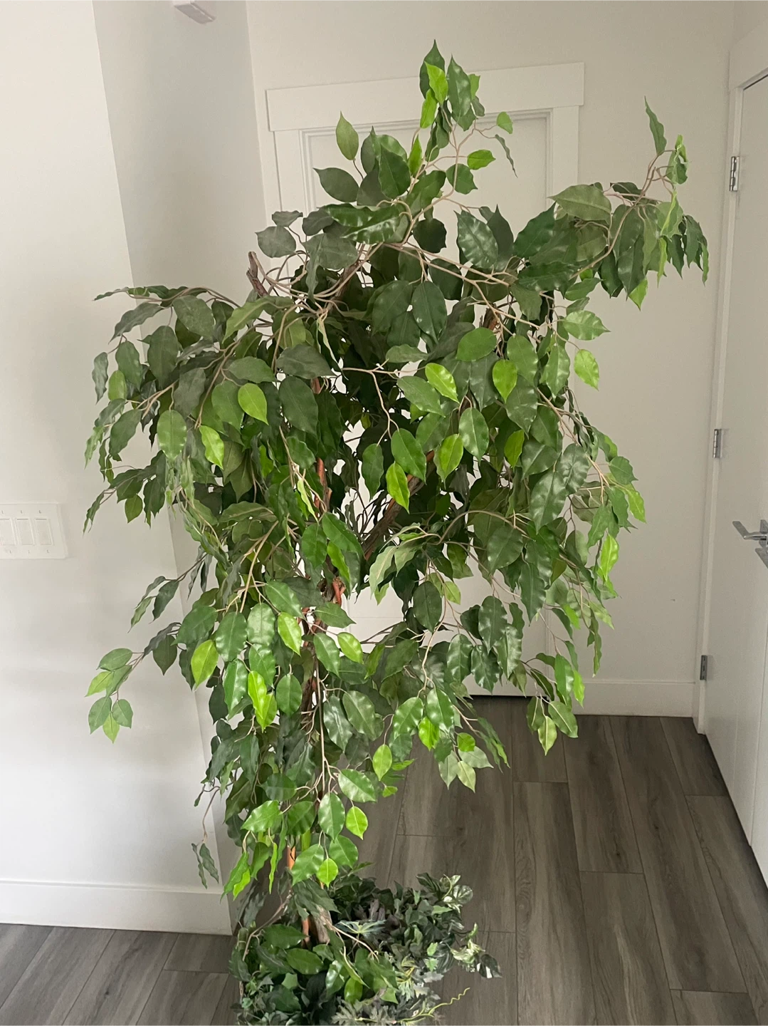 Large Artificial Ficus Tree - photo 4