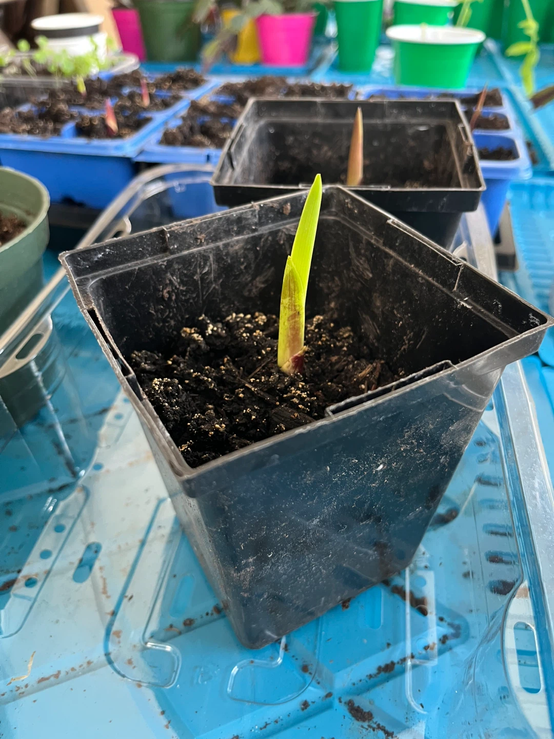Gladiolus Bulbs - Ready to Plant - photo 3
