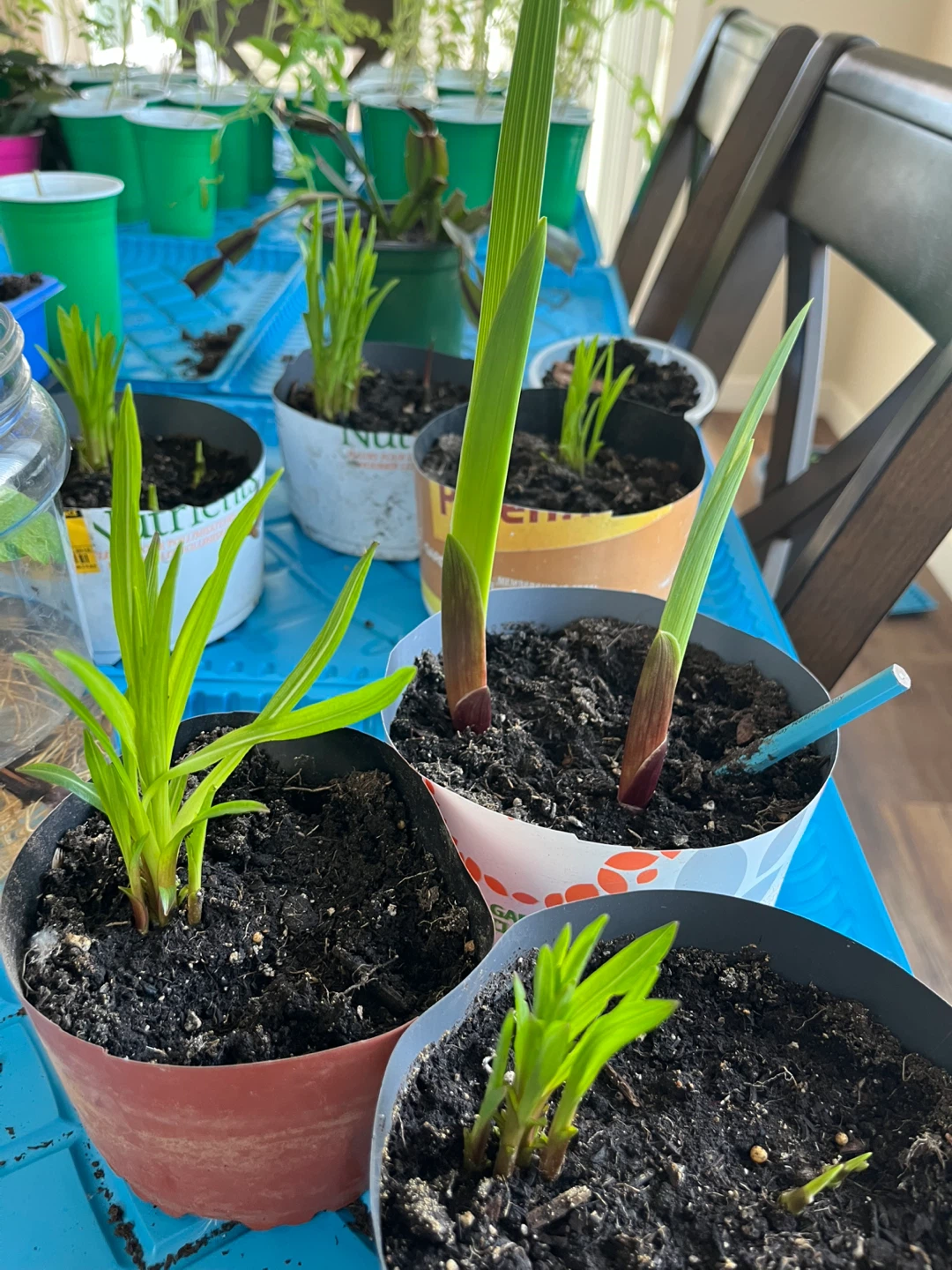 Gladiolus Bulbs - Ready to Plant - photo 4