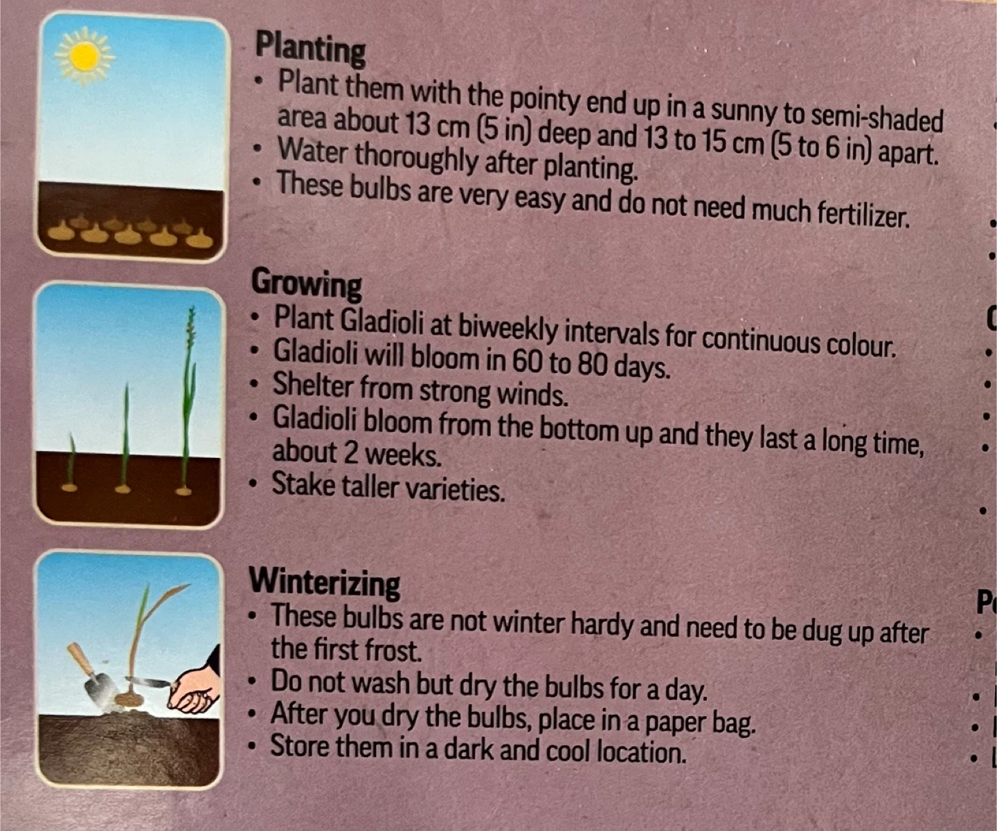 Gladiolus Bulbs - Ready to Plant - photo 2