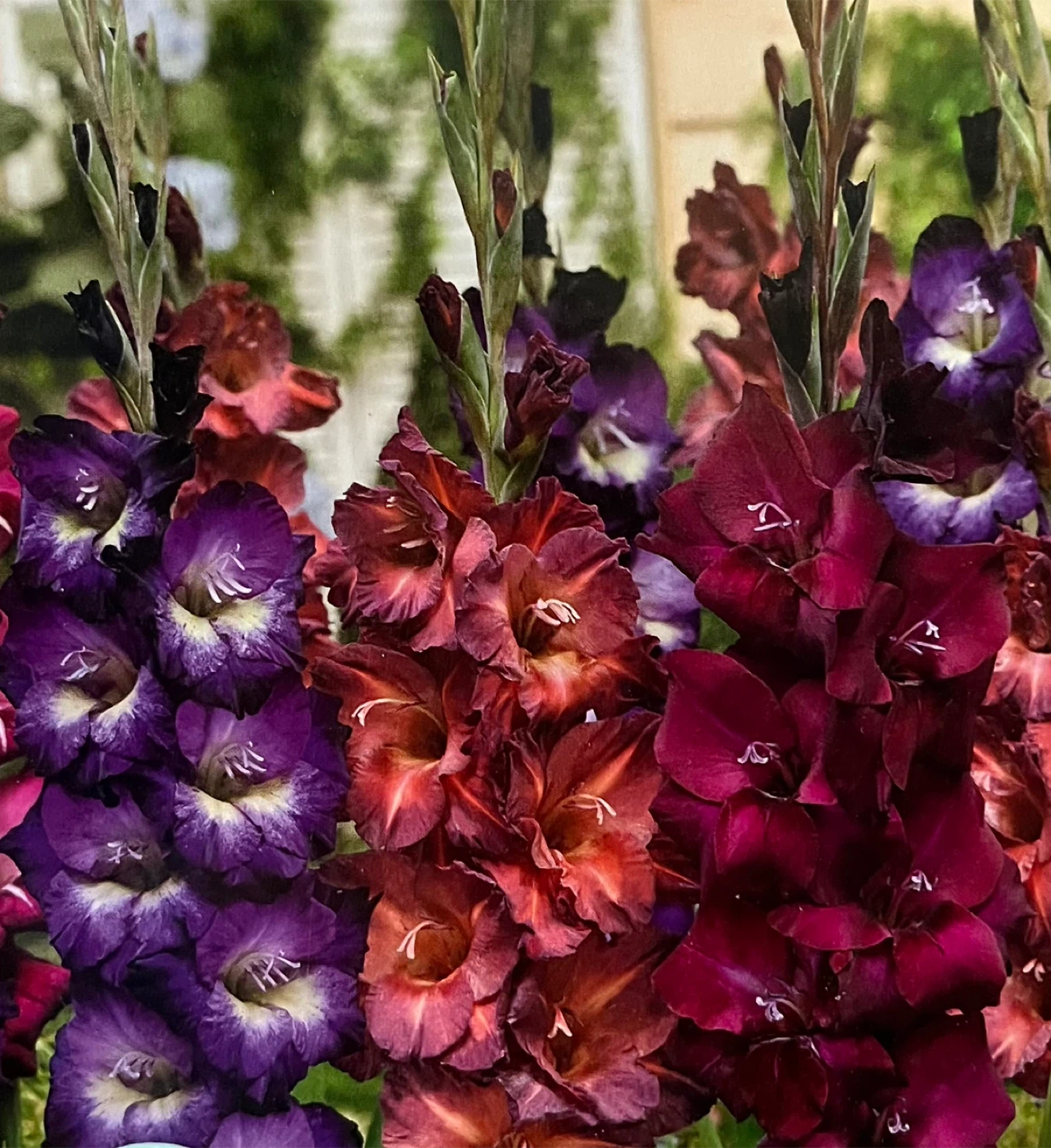 Gladiolus Bulbs - Ready to Plant