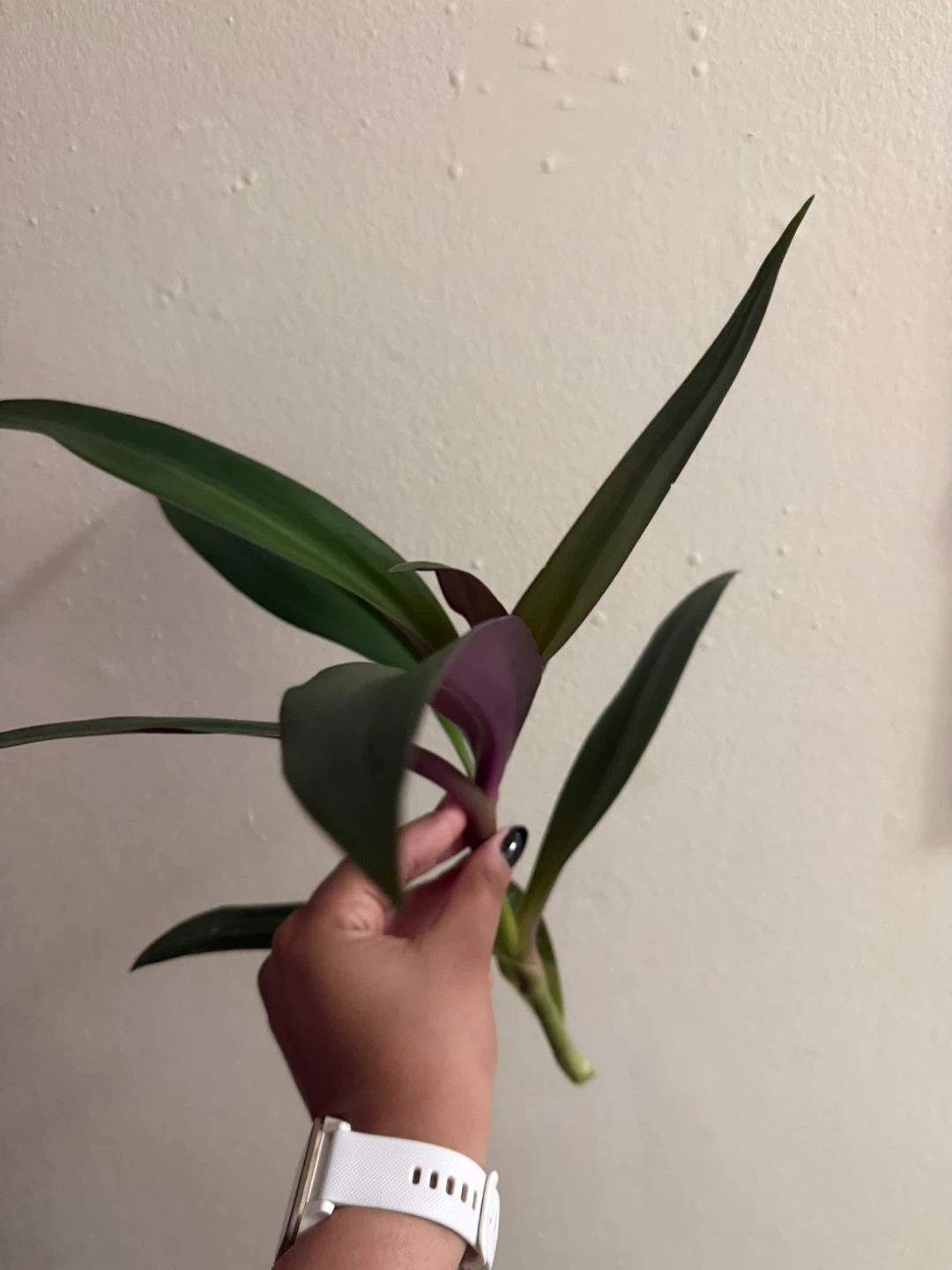 Boatlily cutting - photo 3
