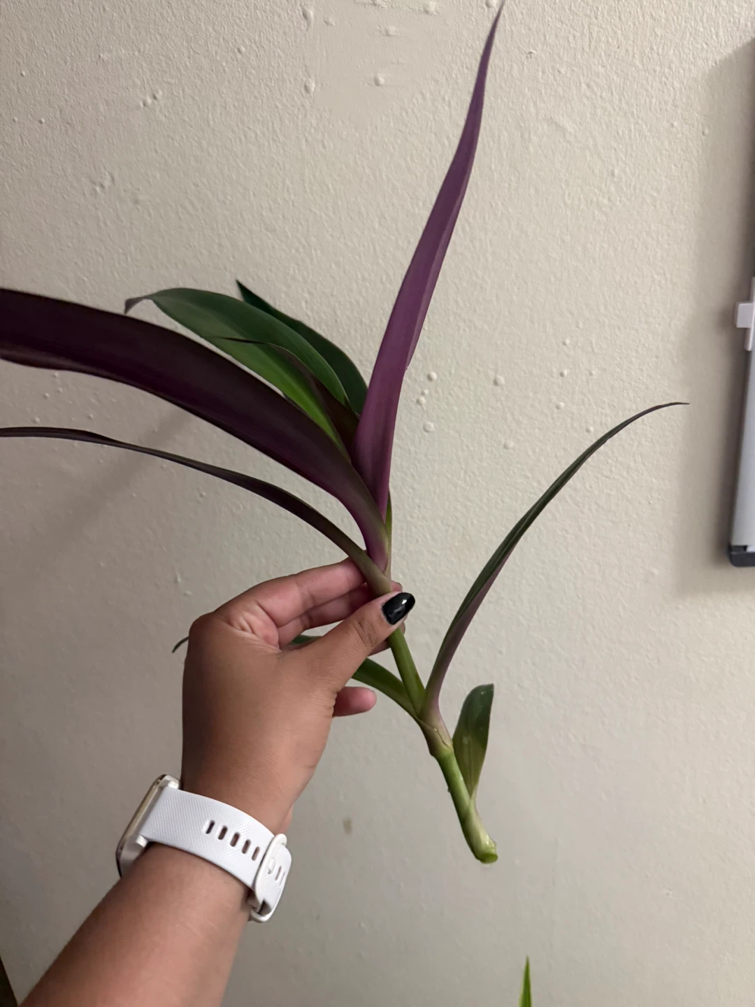 Boatlily cutting