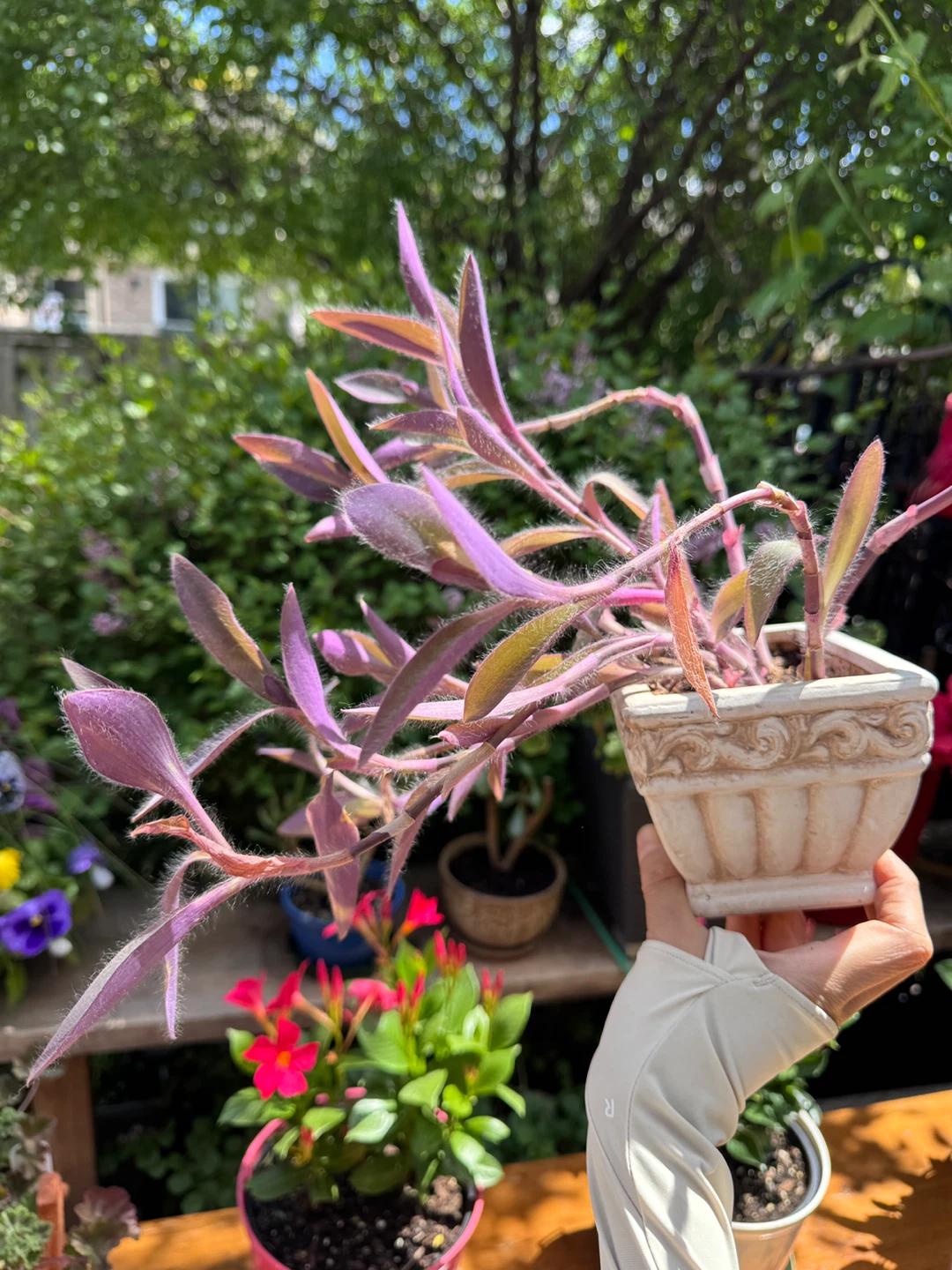 Purple Heart Tradescantia Pallida with pot - photo 2