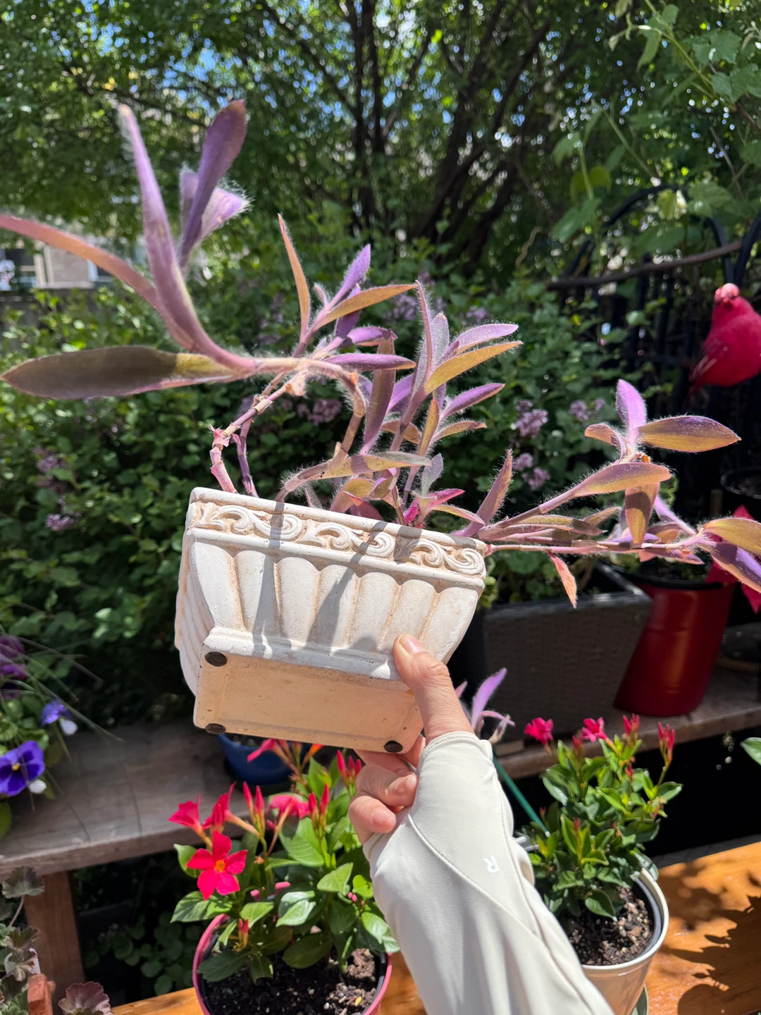 Purple Heart Tradescantia Pallida with pot - photo 4