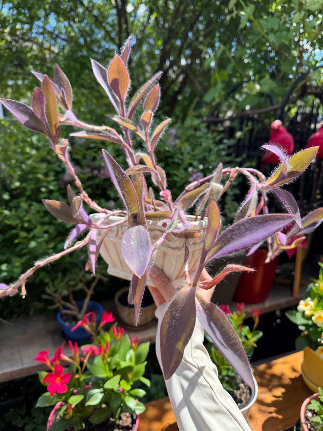 Purple Heart Tradescantia Pallida with pot - photo 3