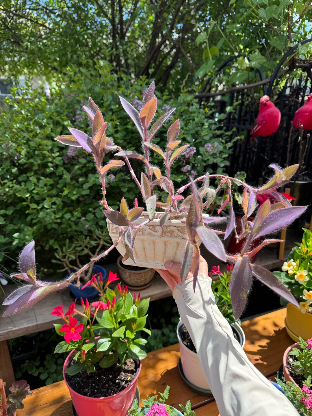 Purple Heart Tradescantia Pallida with pot