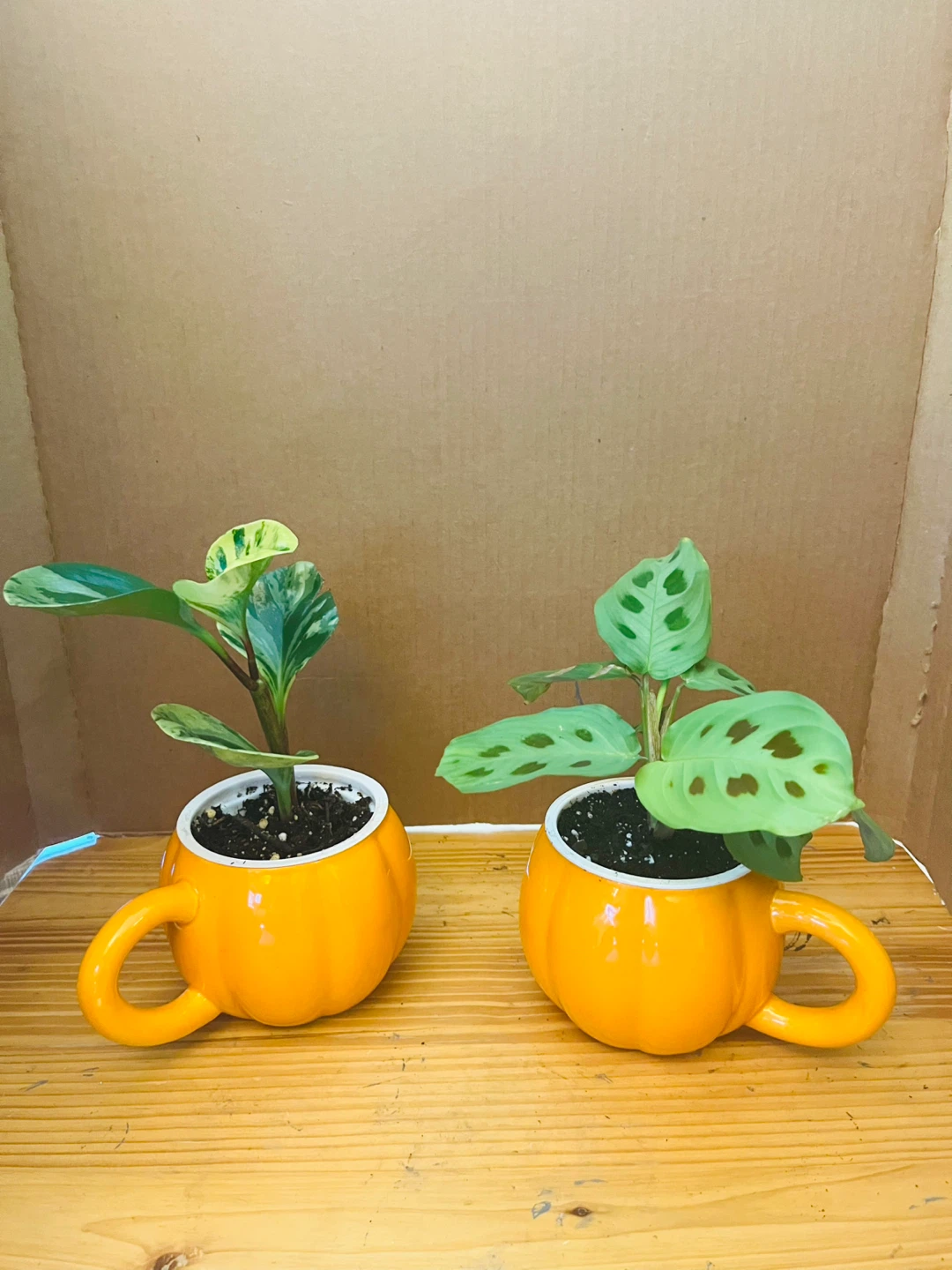 PLANT SET: Peperomia Marble and Prayer Plant