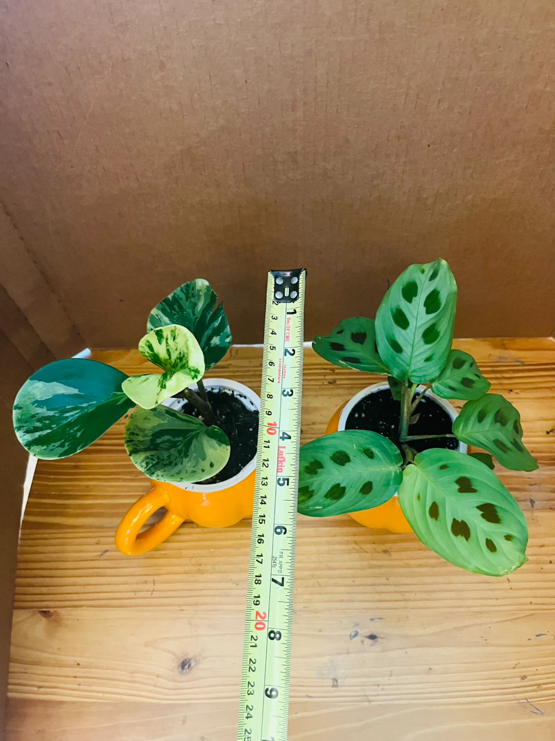 PLANT SET: Peperomia Marble and Prayer Plant - photo 5