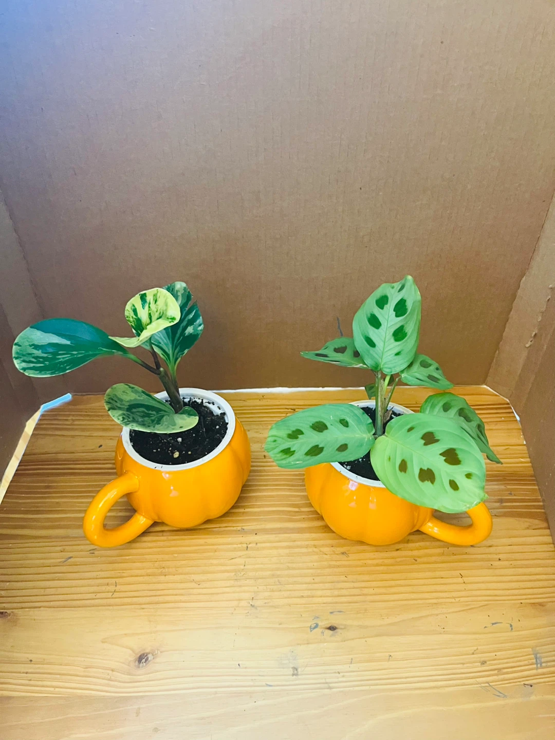 PLANT SET: Peperomia Marble and Prayer Plant - photo 2