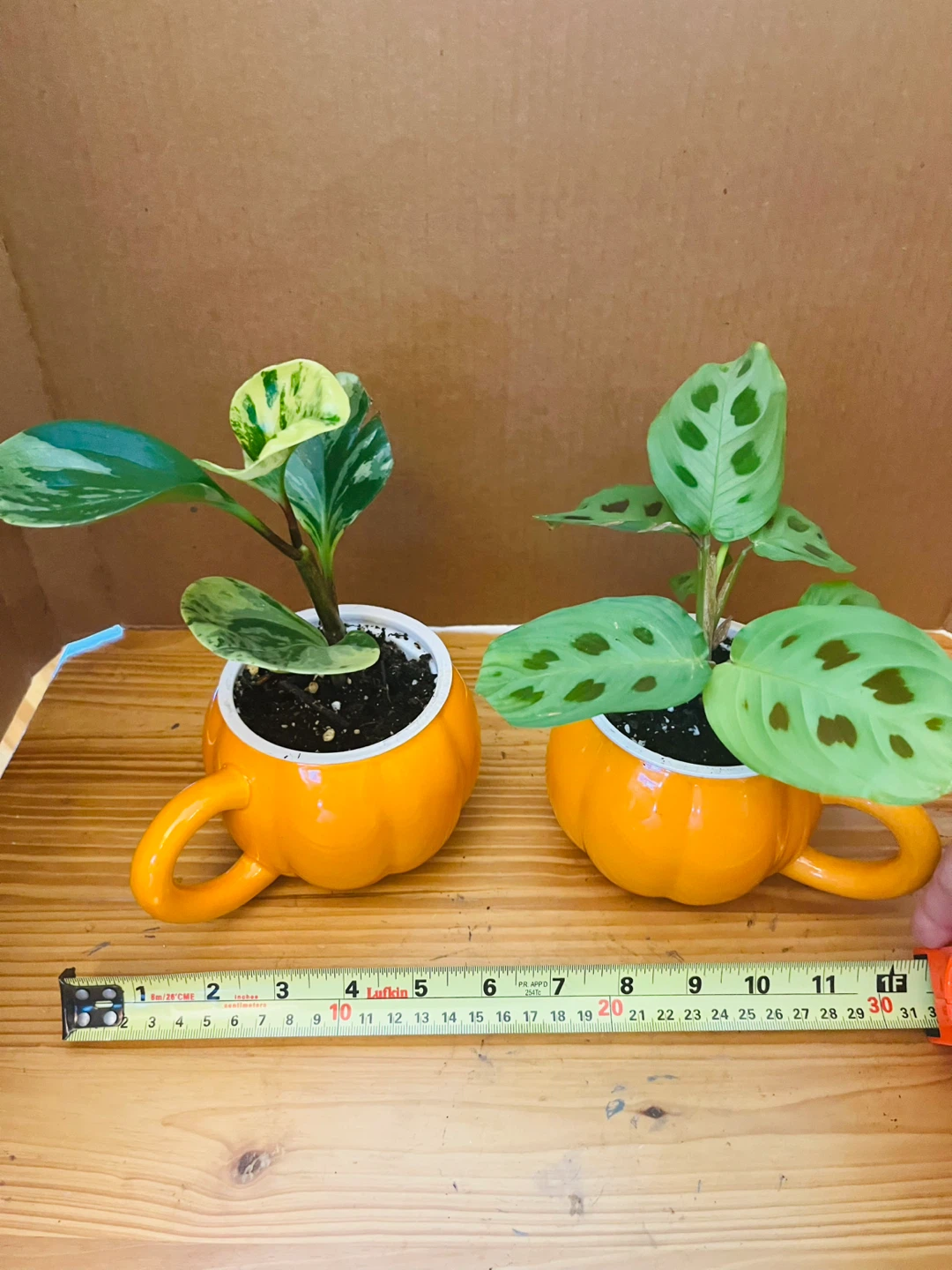 PLANT SET: Peperomia Marble and Prayer Plant - photo 3