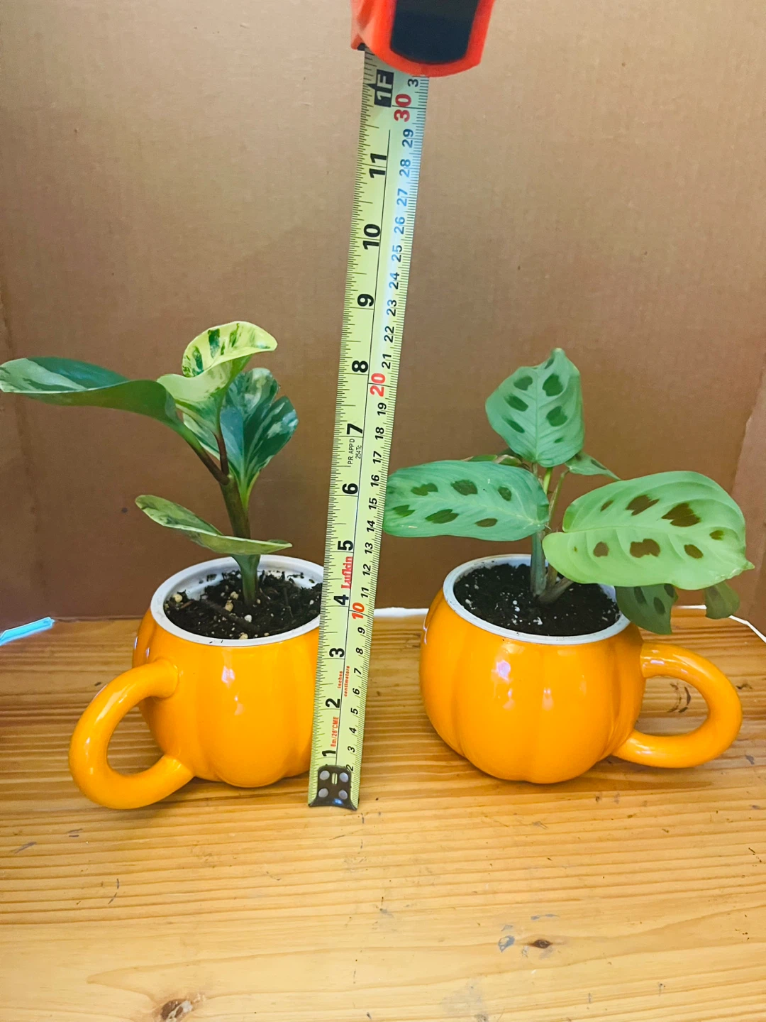 PLANT SET: Peperomia Marble and Prayer Plant - photo 4