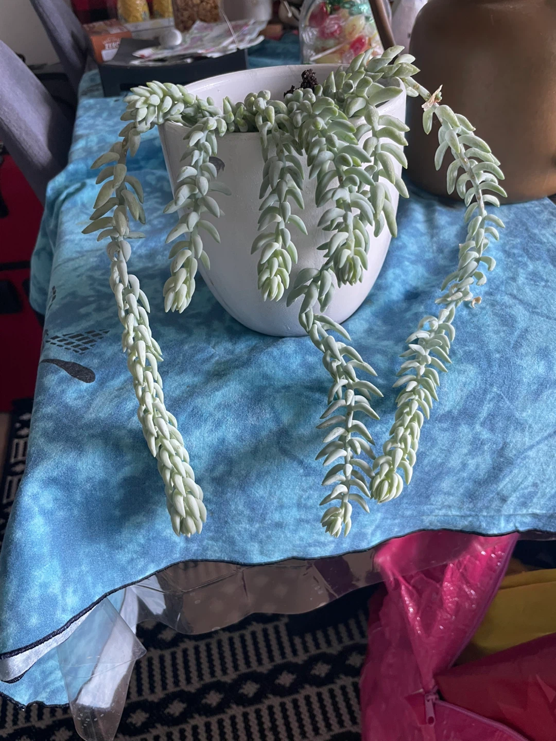 Burro's Tail Succulent Plant