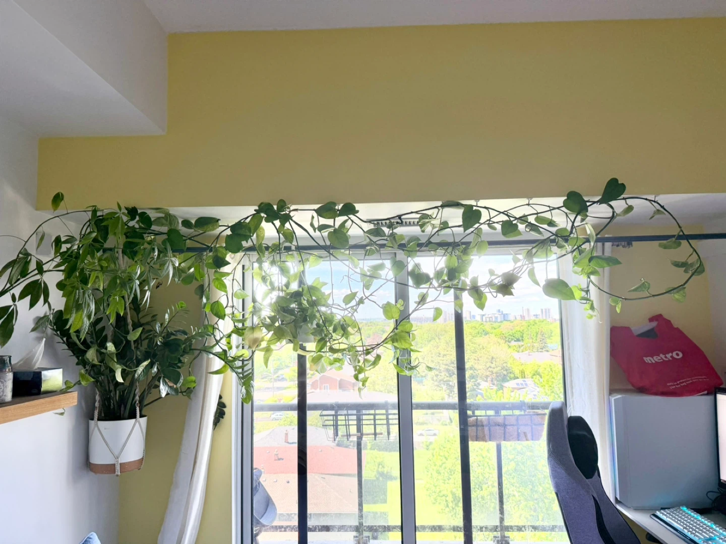 Pothos Vine Plant - photo 2
