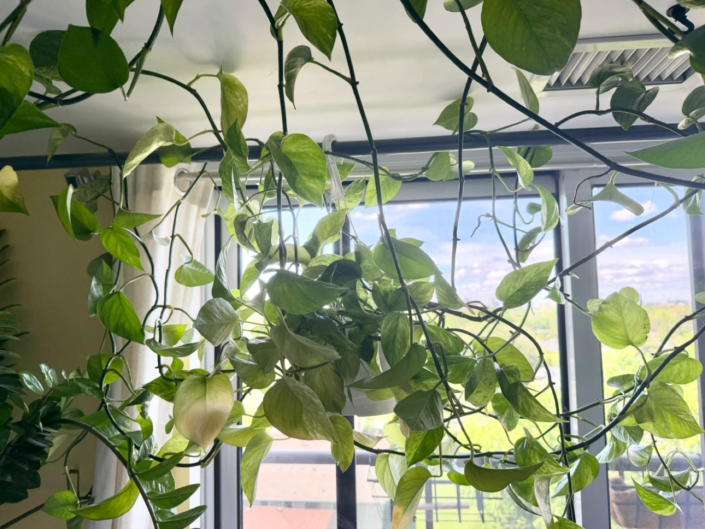 Pothos Vine Plant