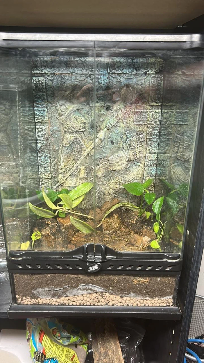 12x12x12 bioactive enclosure - photo 2