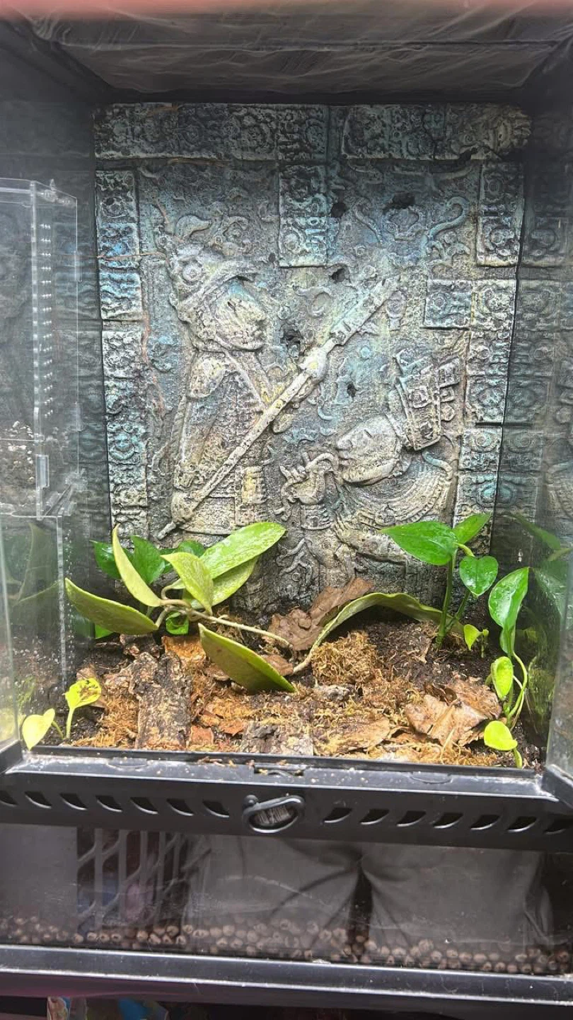 12x12x12 bioactive enclosure