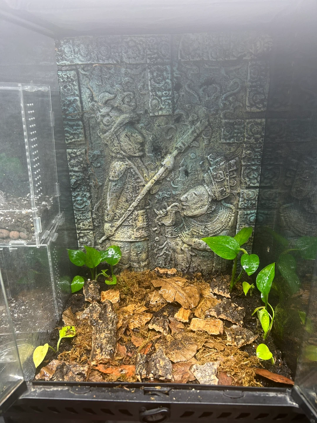 12x12x12 bioactive enclosure - photo 3
