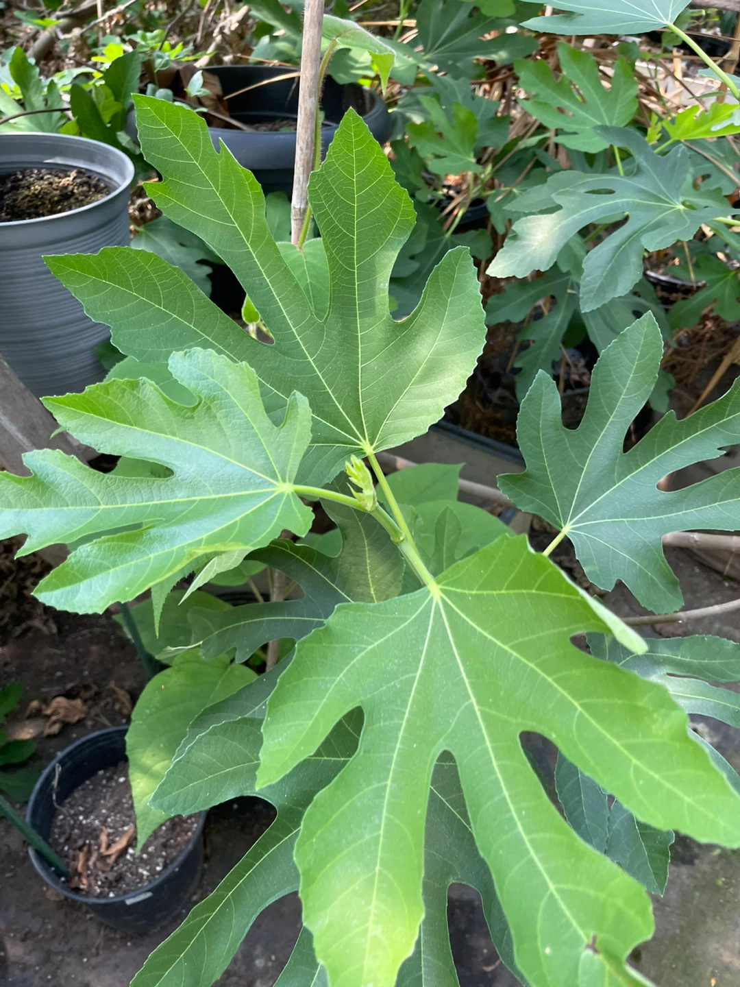 Fig Tree Cuttings - photo 2