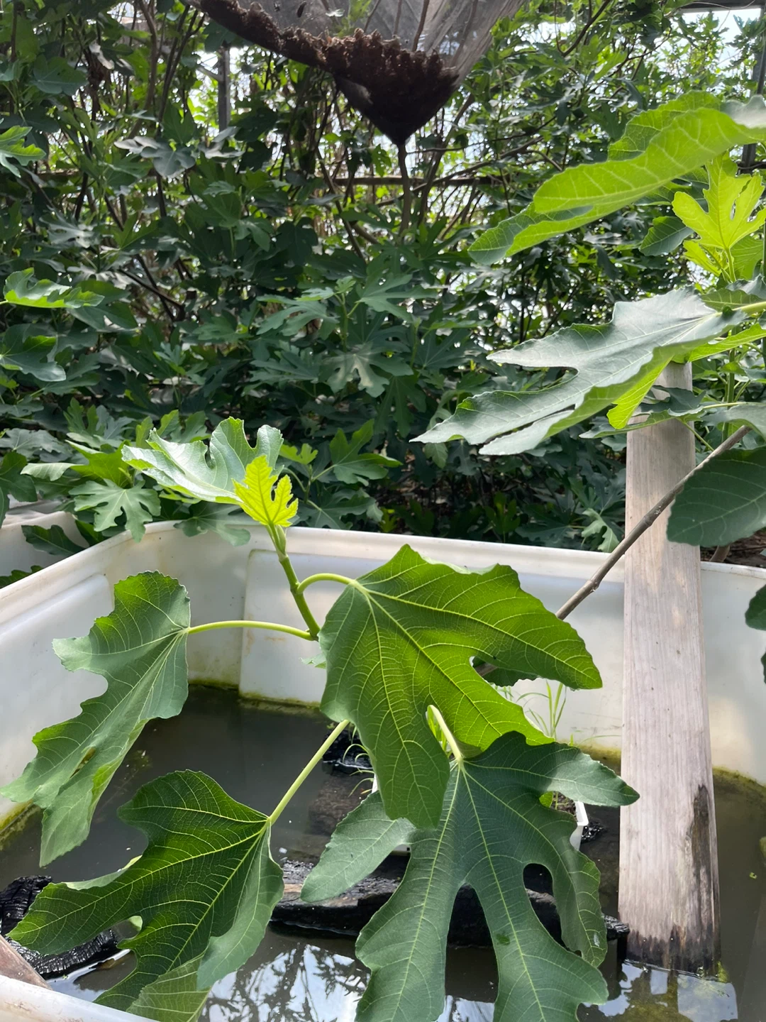 Fig Tree Cuttings - photo 4