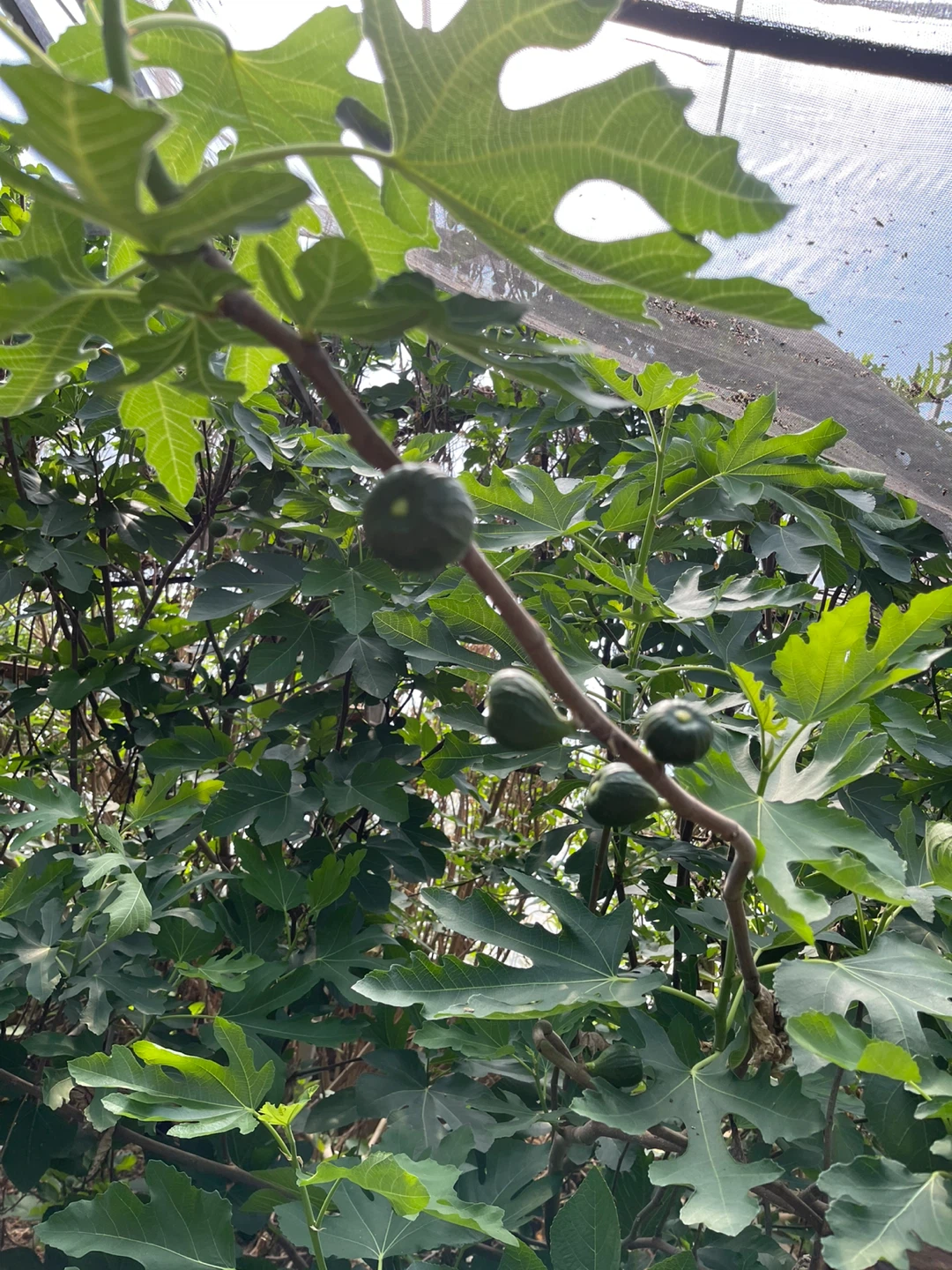 Fig Tree Cuttings - photo 5