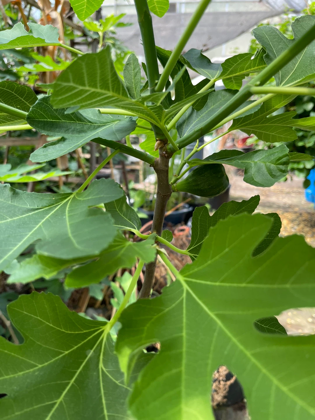 Fig Tree Cuttings - photo 3